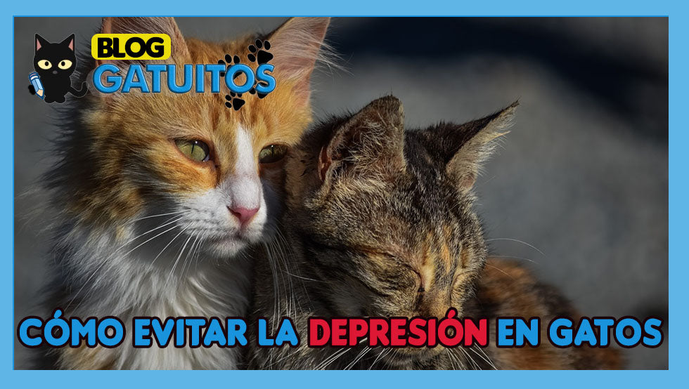 Cómo evitar la depresión en gatos