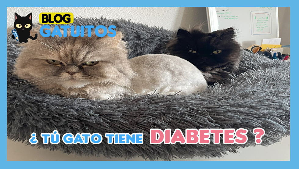 Diabetes felina: cómo reconocerla y tratarla