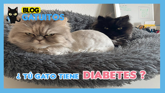 Diabetes felina: cómo reconocerla y tratarla