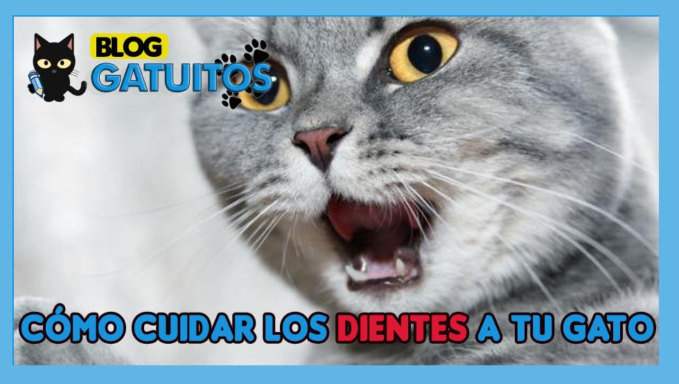 Cómo cuidar los dientes de tu gato