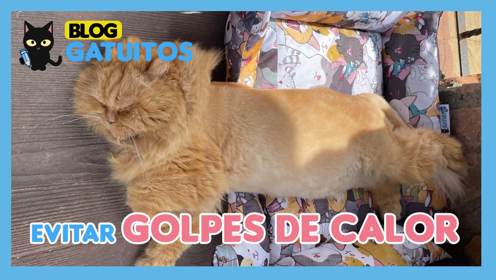 Como evitar que tu gato sufra un golpe de calor