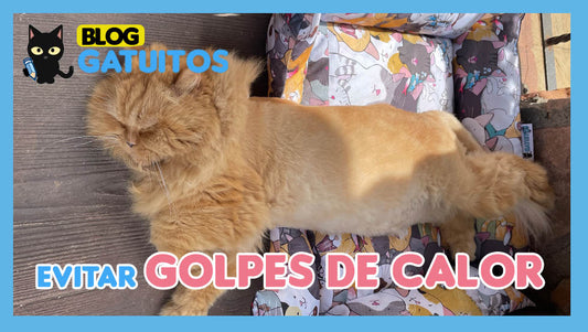 Como evitar que tu gato sufra un golpe de calor