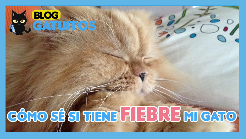 ¿Mi gato tiene fiebre?