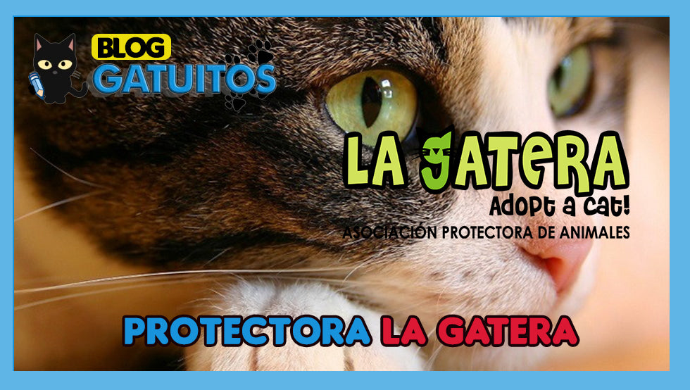 La Gatera: Asociación Protectora de Animales