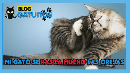 Mi gato se rasca mucho las orejas