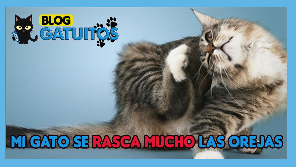 Gato discount se rasca