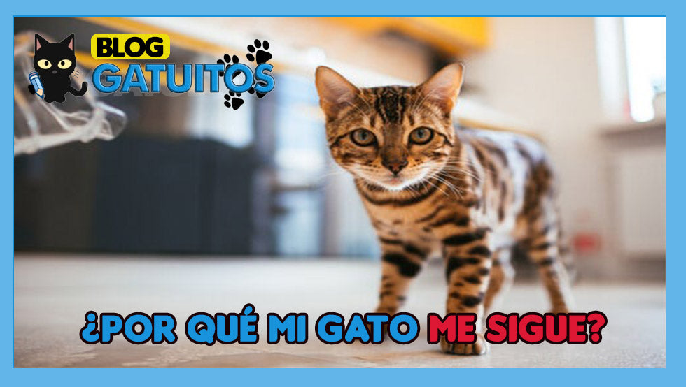 ¿Por qué mi gato me sigue por toda la casa?