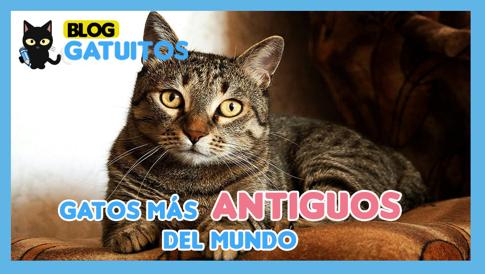 Gatos especiales – gatos más antiguos del mundo