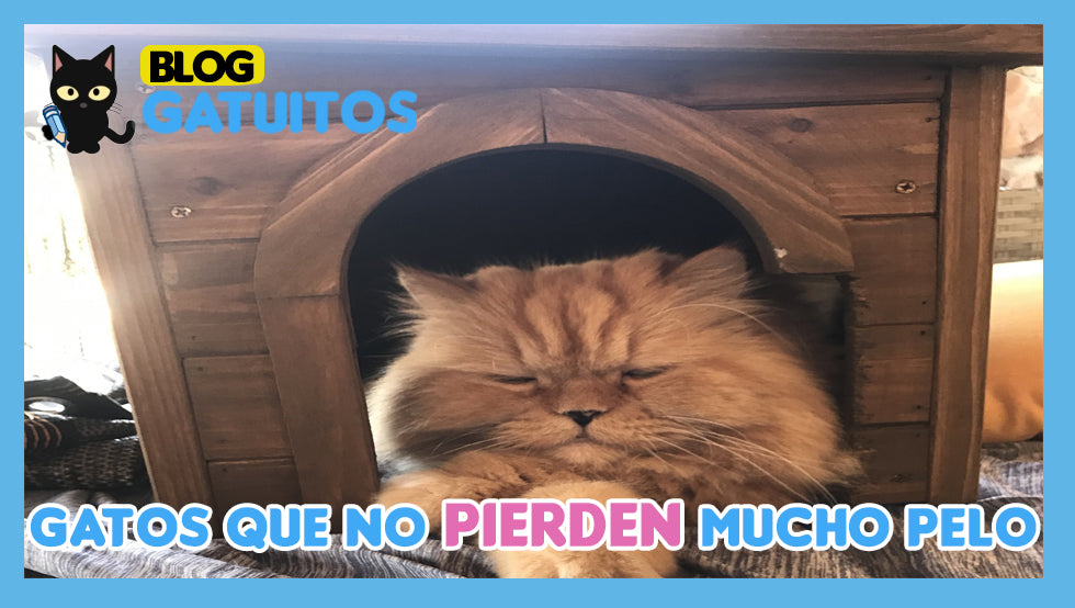 Los 5 mejores gatos que no pierden mucho pelo