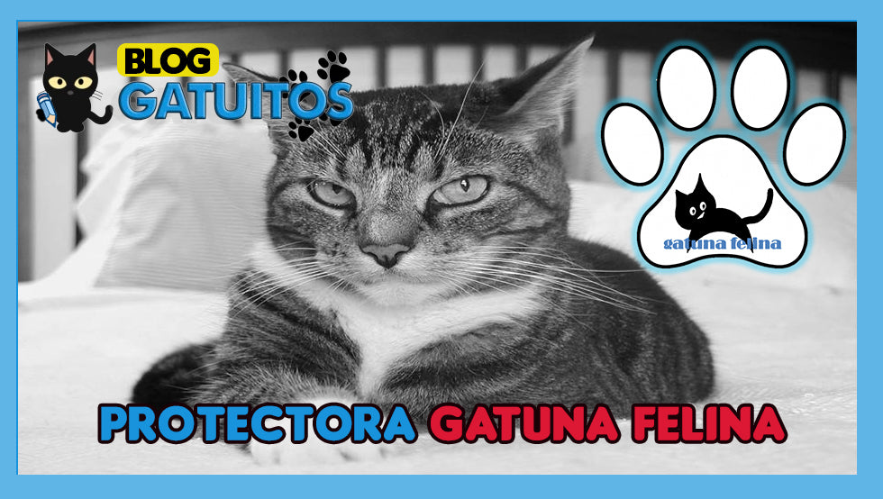 Gatuna Felina: Asociación Protectora de Animales