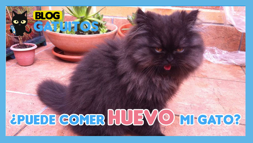 ¿Los gatos pueden comer huevo?