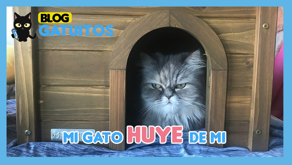 ¿Por qué mi gato huye de mi?