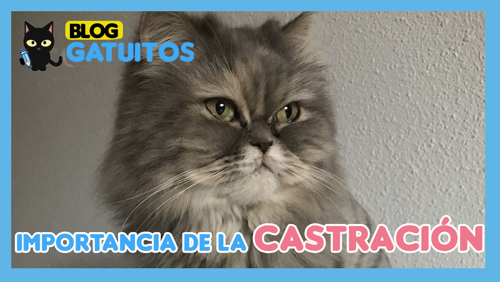 La importancia de la castración (en animales, en especial los gatos)