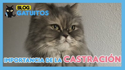 La importancia de la castración (en animales, en especial los gatos)