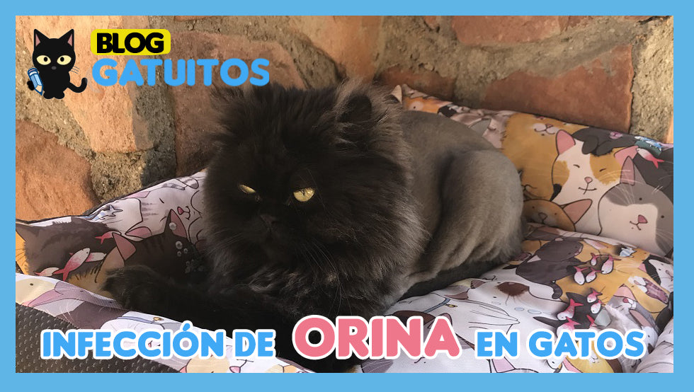 Infección de orina en gatos