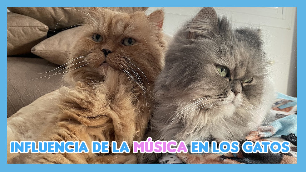 Música clásica: un perfecto calmante para gatos