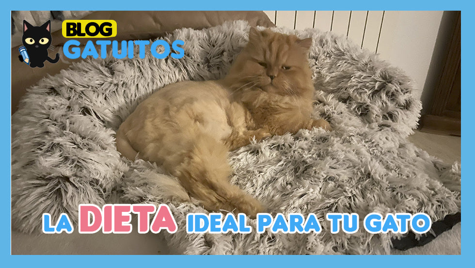 Pienso y comida húmeda: la combinación perfecta para la dieta de tu gato