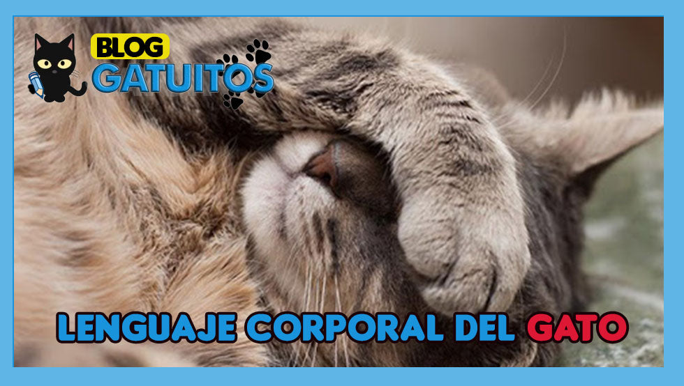 ¿Cómo entender el lenguaje corporal de los gatos?