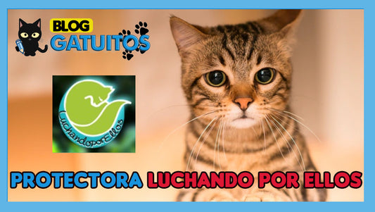 Luchando por Ellos