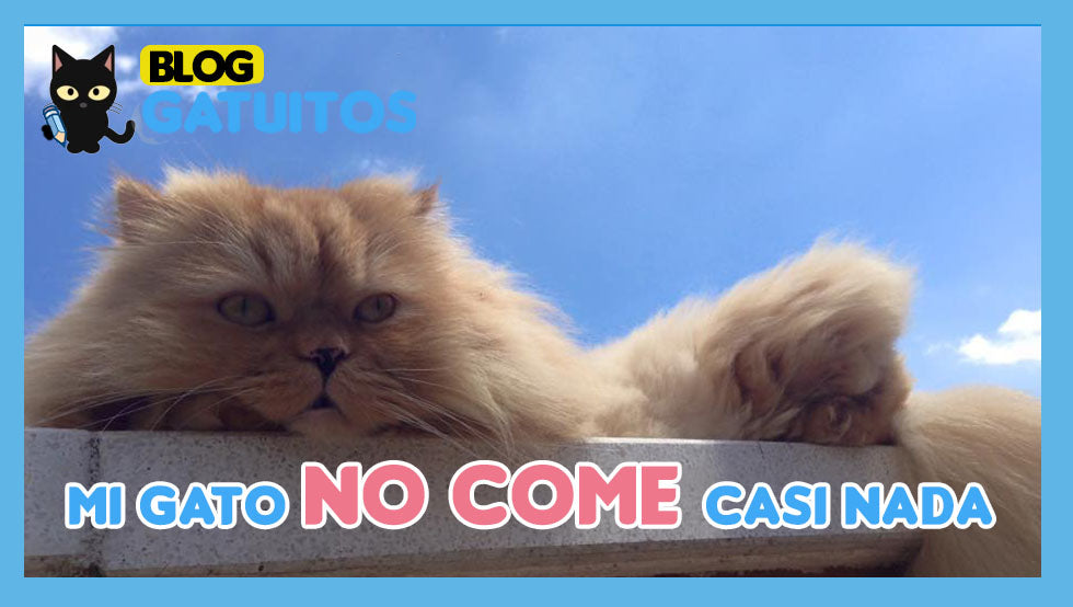 Mi gato no come