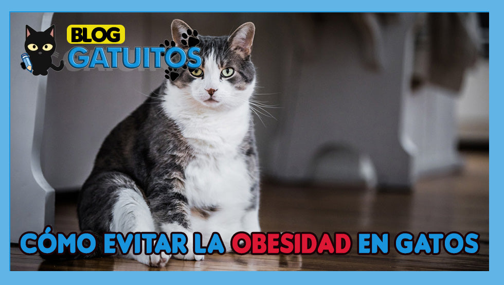 Razas de gatos que tienden a engordar y sus riesgos