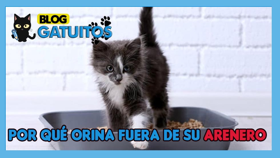 Por qué mi gato orina fuera de su arenero