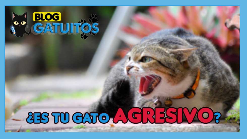 ¿Es tu Gato agresivo? Causas y remedios