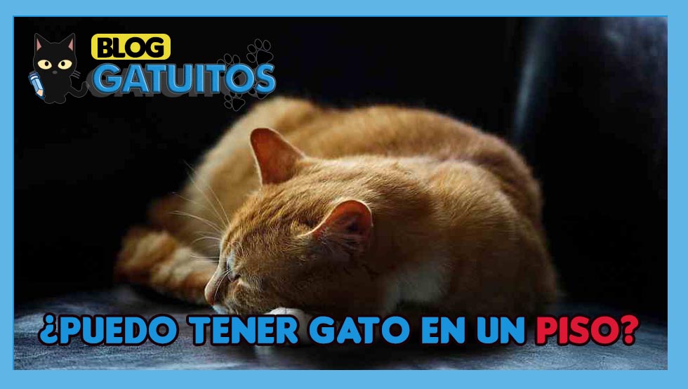 ¿Puedo tener gato en un piso?