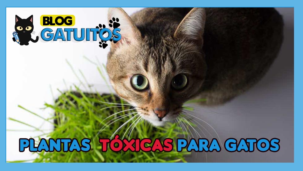 Plantas tóxicas para gatos