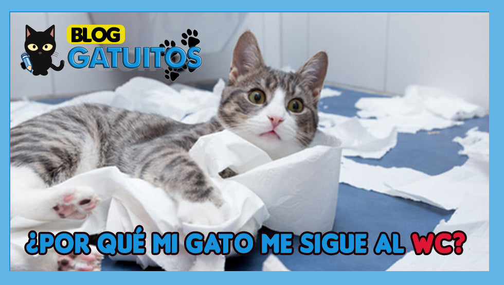 ¿Por qué mi gato me acompaña al baño?