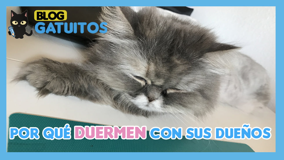 ¿Por qué los gatos duermen con sus dueños?