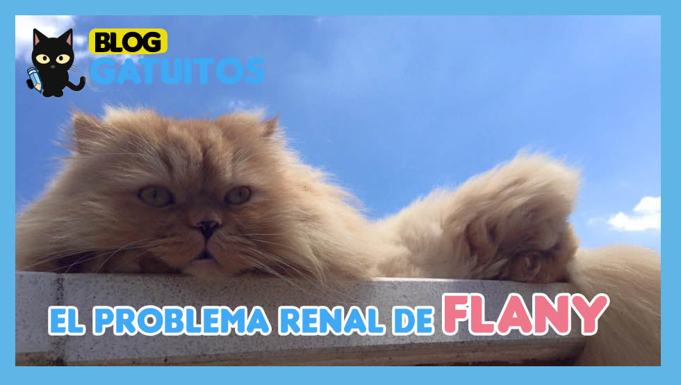 😿🦁 El problema renal de mi gato Flany