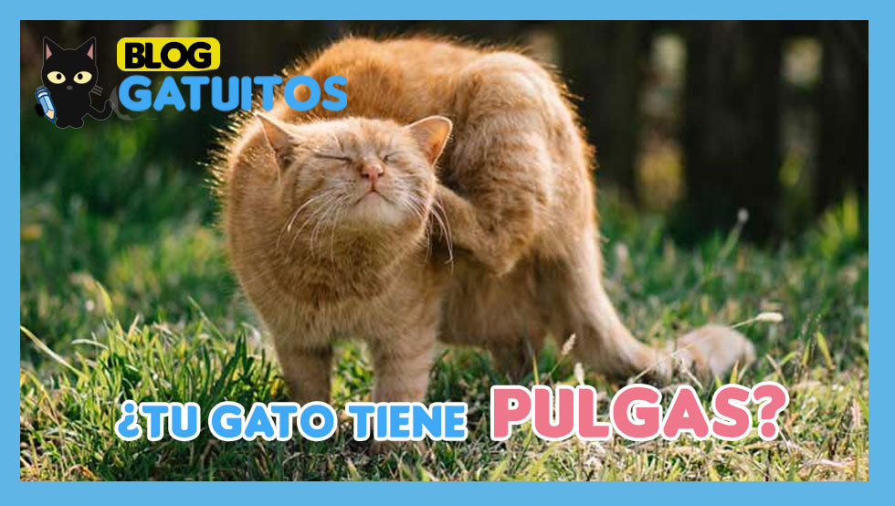 Pulgas en tu gato, ¿qué hacer?