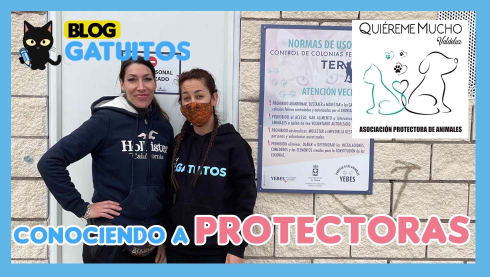 😻 Conociendo a la protectora "Quiéreme mucho Valdeluz" y a sus gatuitos