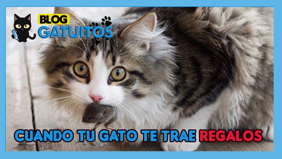 Cuando tu gato te trae regalos