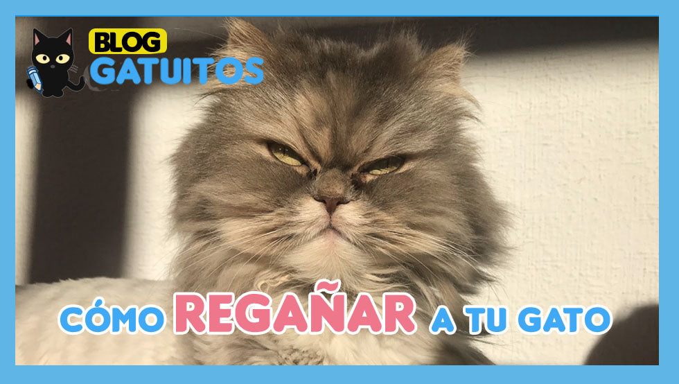 Cómo regañar a mi gato