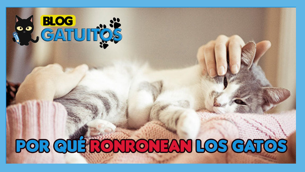 ¿Por qué ronronean los gatos?