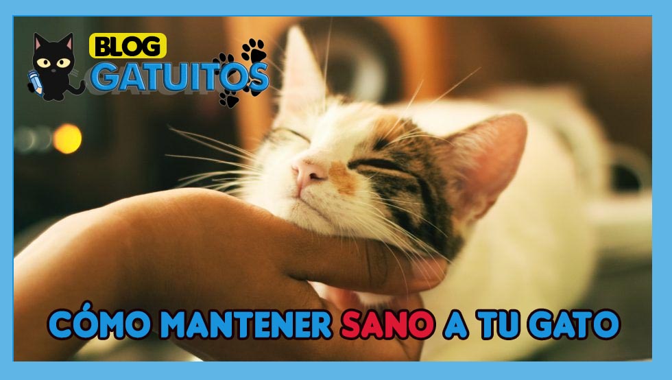 Cómo mantener sano a tu gato