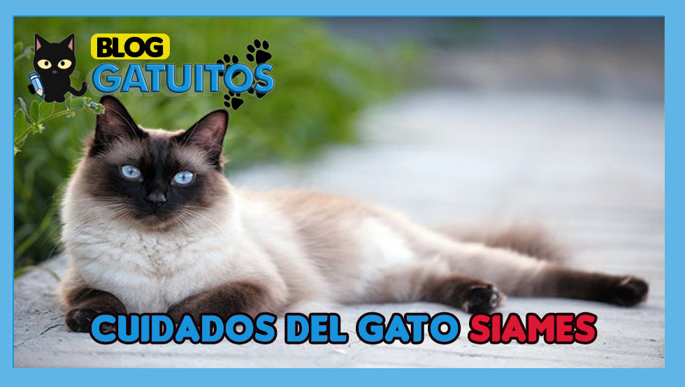 Cuidados Gato Siames