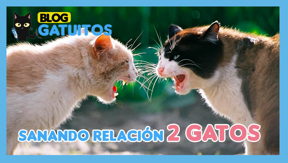 🗣️❤️ Sanando la relación de 2 gatos peleados