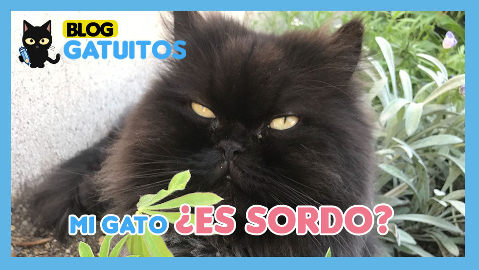 Cómo saber si mi gato es sordo