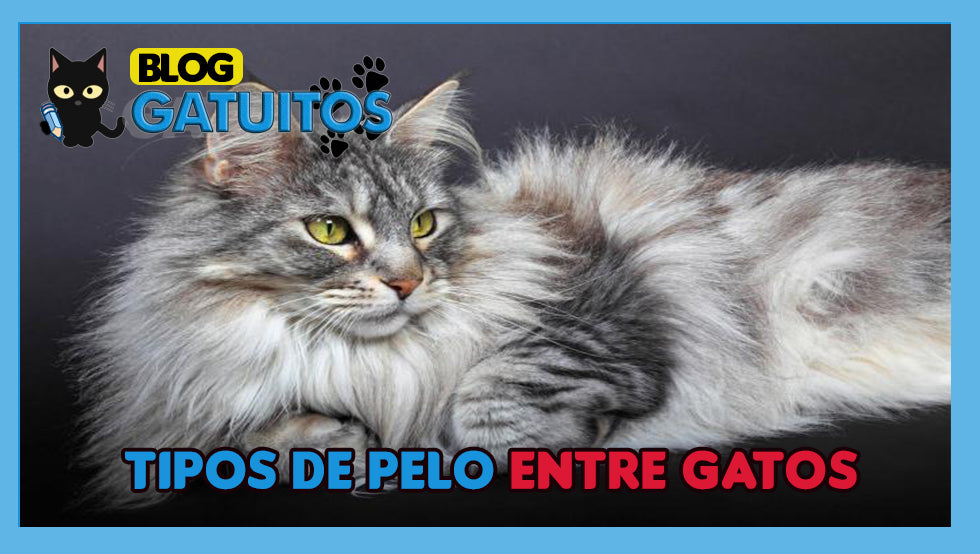 Tipos de pelo en los gatos