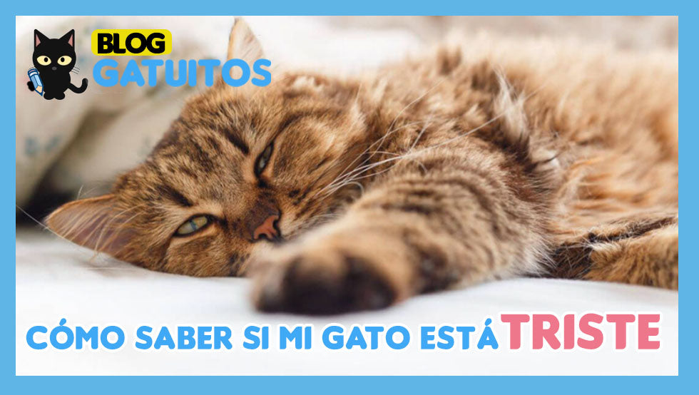 Cómo saber si mi gato está triste