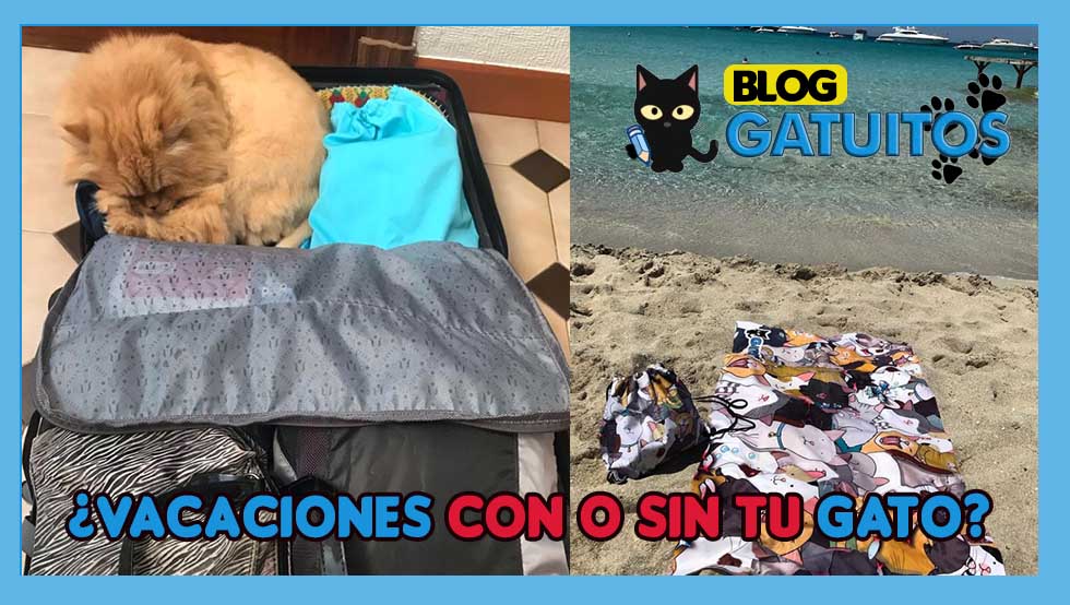 Vacaciones con o sin tu gato (viajar con él o dejarle en su zona de confort)