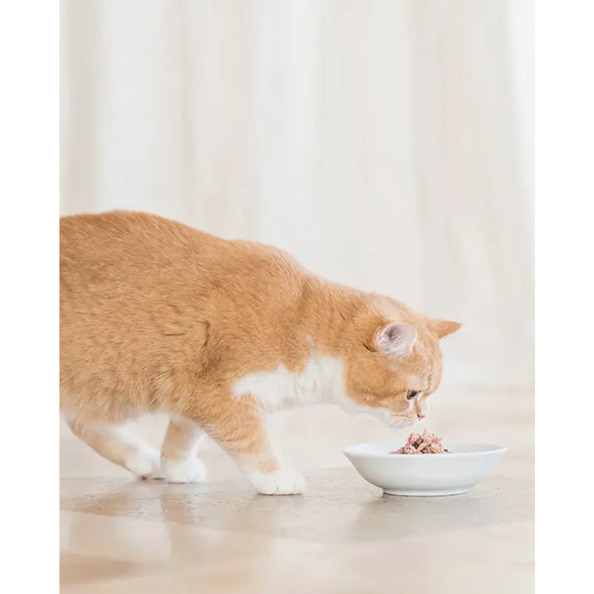 Sopa Schesir Atún + Calabaza - Sobre 85g